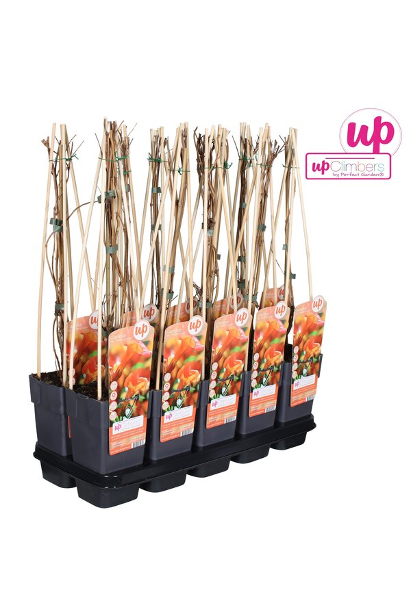 Campsis x tag Madame Galen (geënt) P15