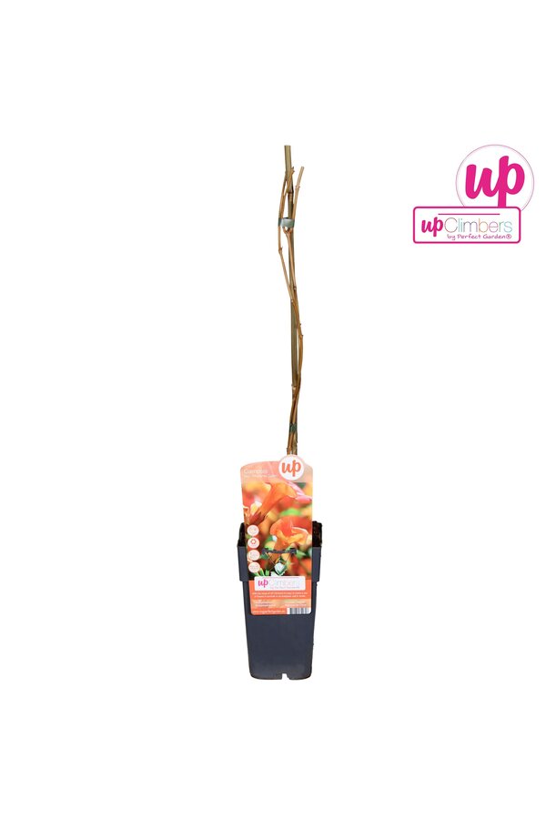 Campsis x tag Madame Galen (geënt) P15