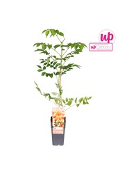 Campsis x tag Madame Galen (geënt) P15