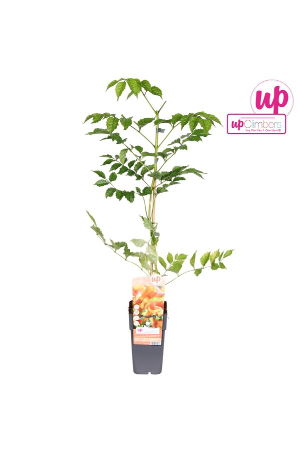 Campsis x tag Madame Galen (geënt) P15