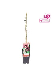 Aristolochia macrophylla P15