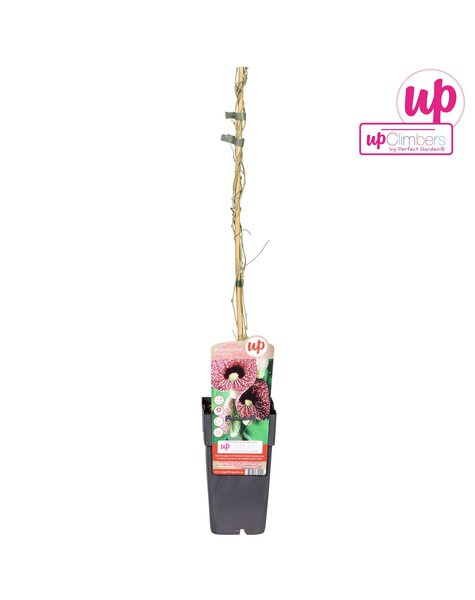 Aristolochia macrophylla P15