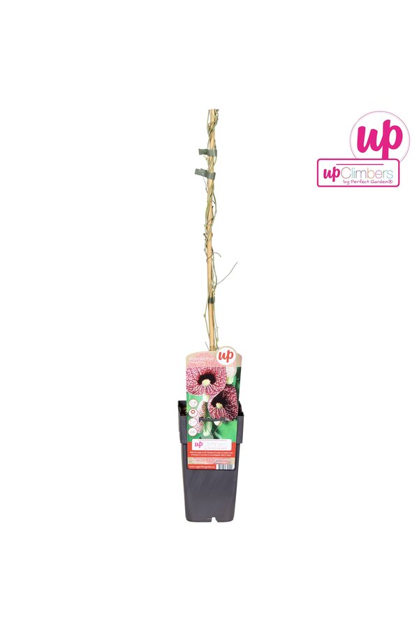 Aristolochia macrophylla P15