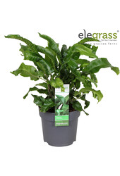 Asplenium scolopendrium P14