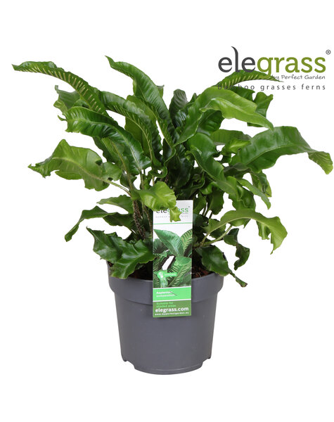 Asplenium scolopendrium P14