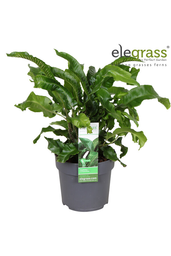 Asplenium scolopendrium P14