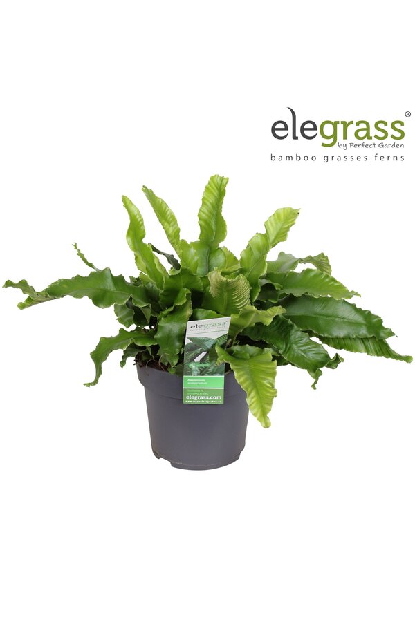 Asplenium scolopendrium P14