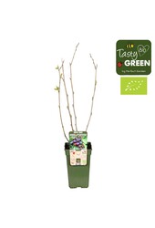 Amelanchier Spicata P19 bio