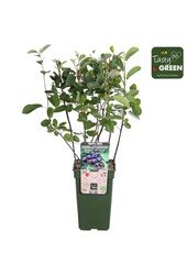 Amelanchier Spicata P19 bio