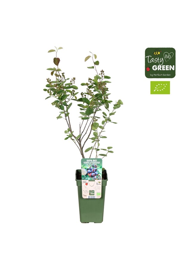 Amelanchier Spicata P19 bio