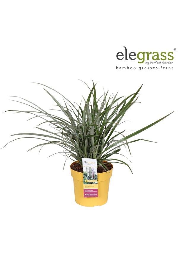 Astelia nervosa Westland P19