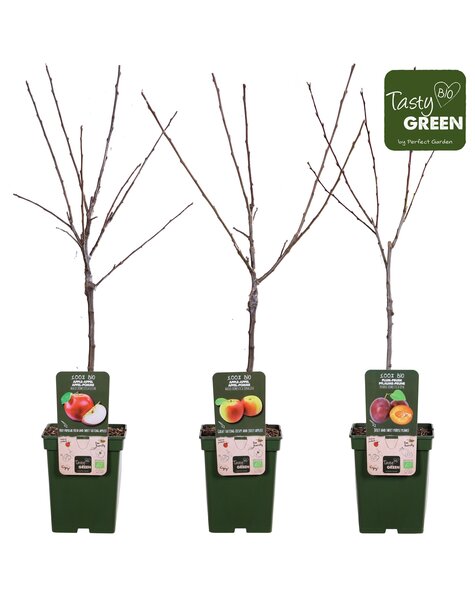 Bio Fruitbomen mix laag P23