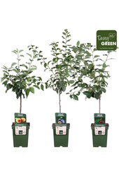 Bio Fruitbomen mix laag P23