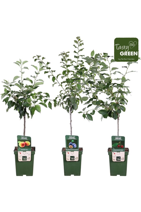 Bio Fruitbomen mix laag P23