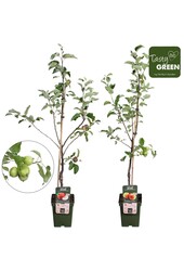 Bio Fruitbomen mix laag P23