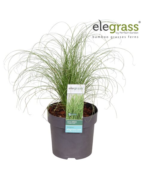 Carex comans Frosted Curls P14