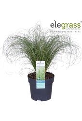 Carex comans Frosted Curls P14