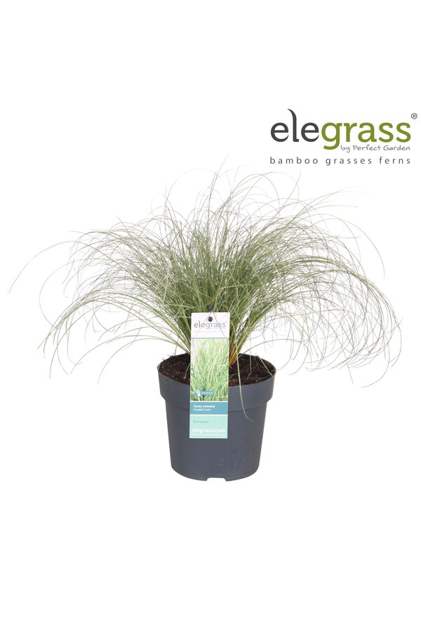 Carex comans Frosted Curls P14