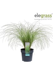 Carex comans Frosted Curls P14