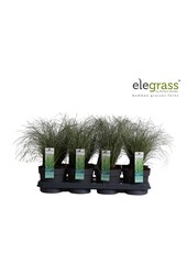 Carex comans Frosted Curls P14