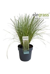 Carex comans Frosted Curls P14