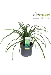 Carex Irish Green P14