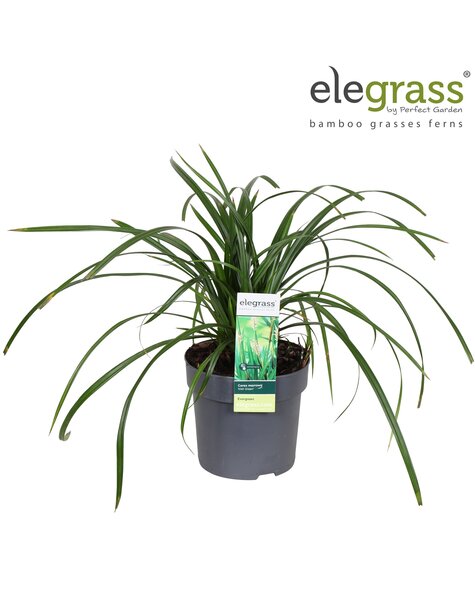 Carex Irish Green P14