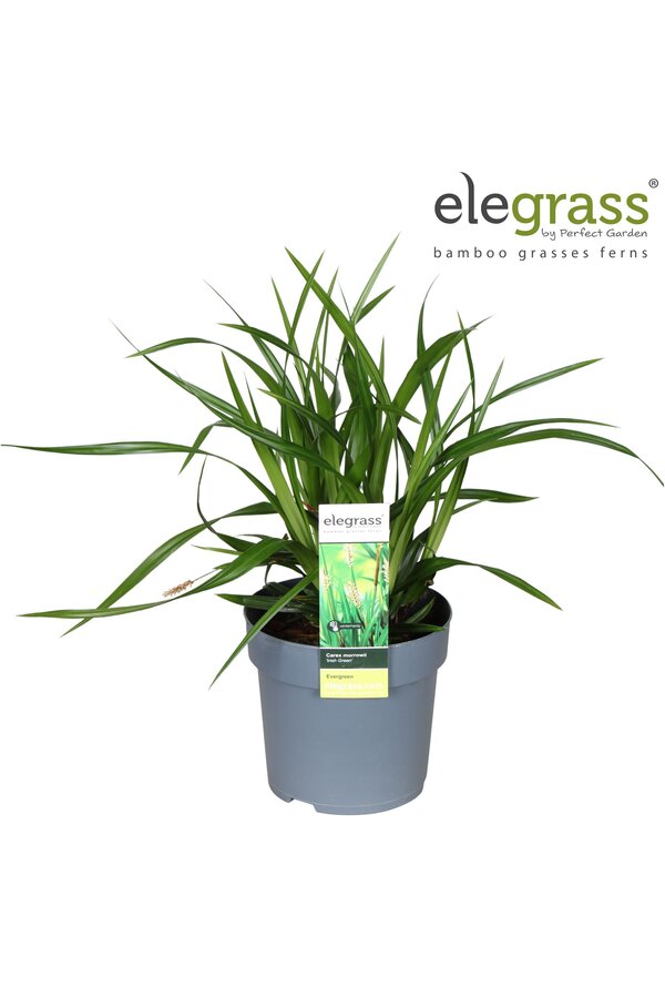 Carex Irish Green P14