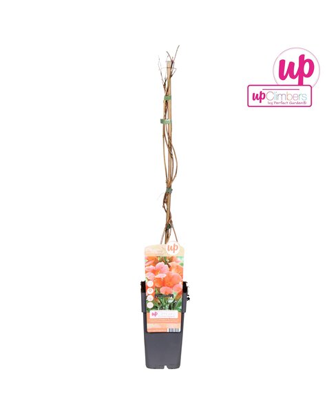 Campsis radicans Flamenco (geënt) P15