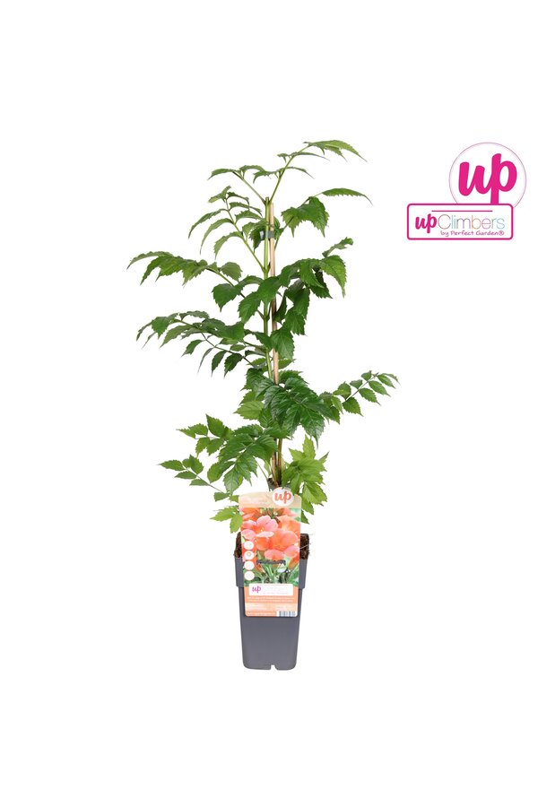 Campsis radicans Flamenco (geënt) P15