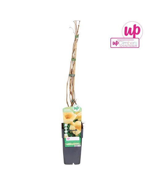 Campsis radicans Flava (geënt) P15