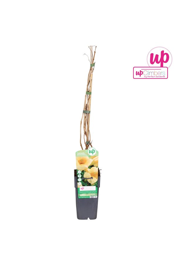 Campsis radicans Flava (geënt) P15