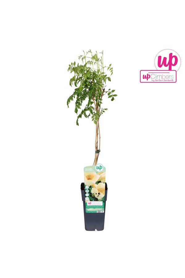 Campsis radicans Flava (geënt) P15