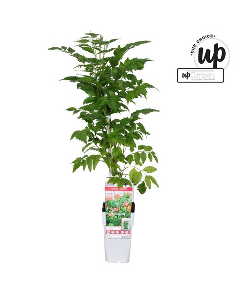 Campsis Pink Panther P15