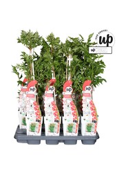 Campsis Pink Panther P15