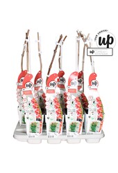 Campsis Pink Panther P15