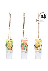 Campsis Our Choice mix tray P15