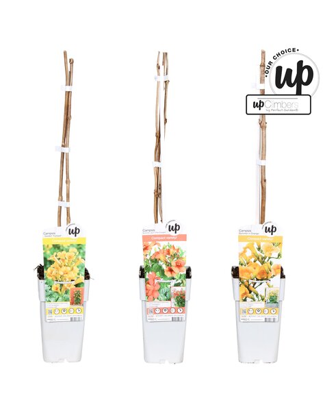 Campsis Our Choice mix tray P15