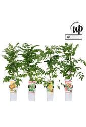 Campsis Our Choice mix tray P15