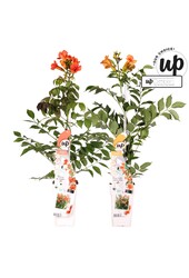 Campsis Our Choice mix tray P15