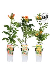 Campsis Our Choice mix tray P15