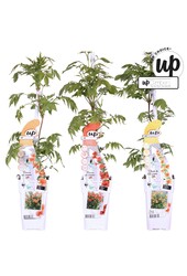 Campsis Our Choice mix tray P15