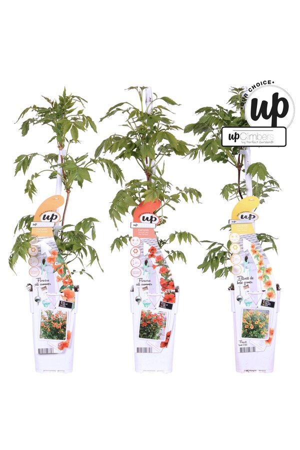 Campsis Our Choice mix tray P15