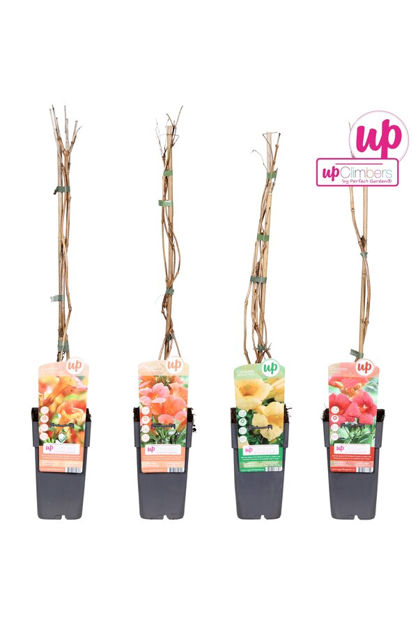 Campsis mix tray geent P15