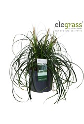 Carex Ribbon Falls P19