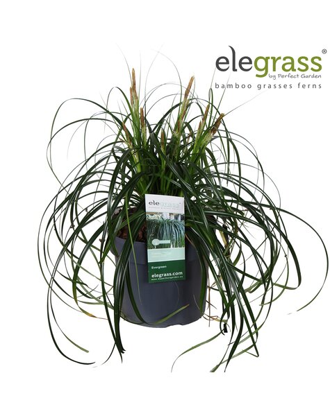 Carex Ribbon Falls P19