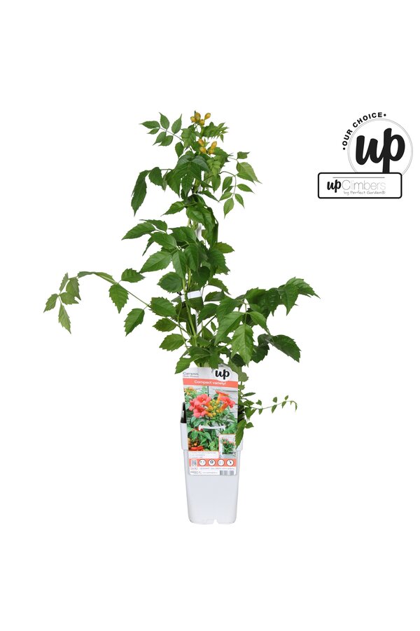 Campsis tagliabuana Solo Rosso P15