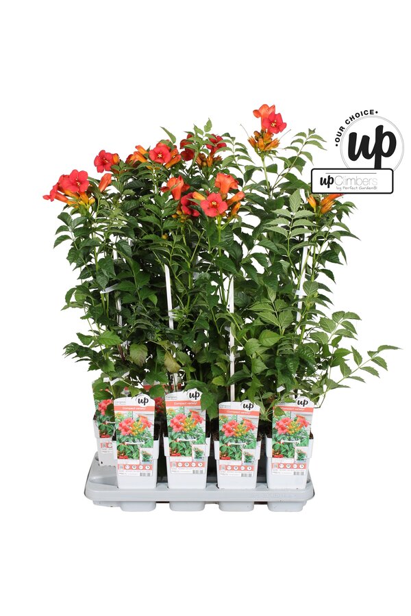 Campsis tagliabuana Solo Rosso P15