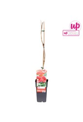 Campsis radicans P15