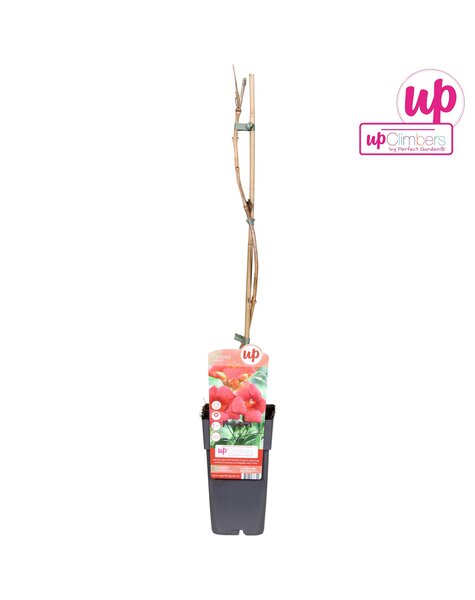 Campsis radicans P15